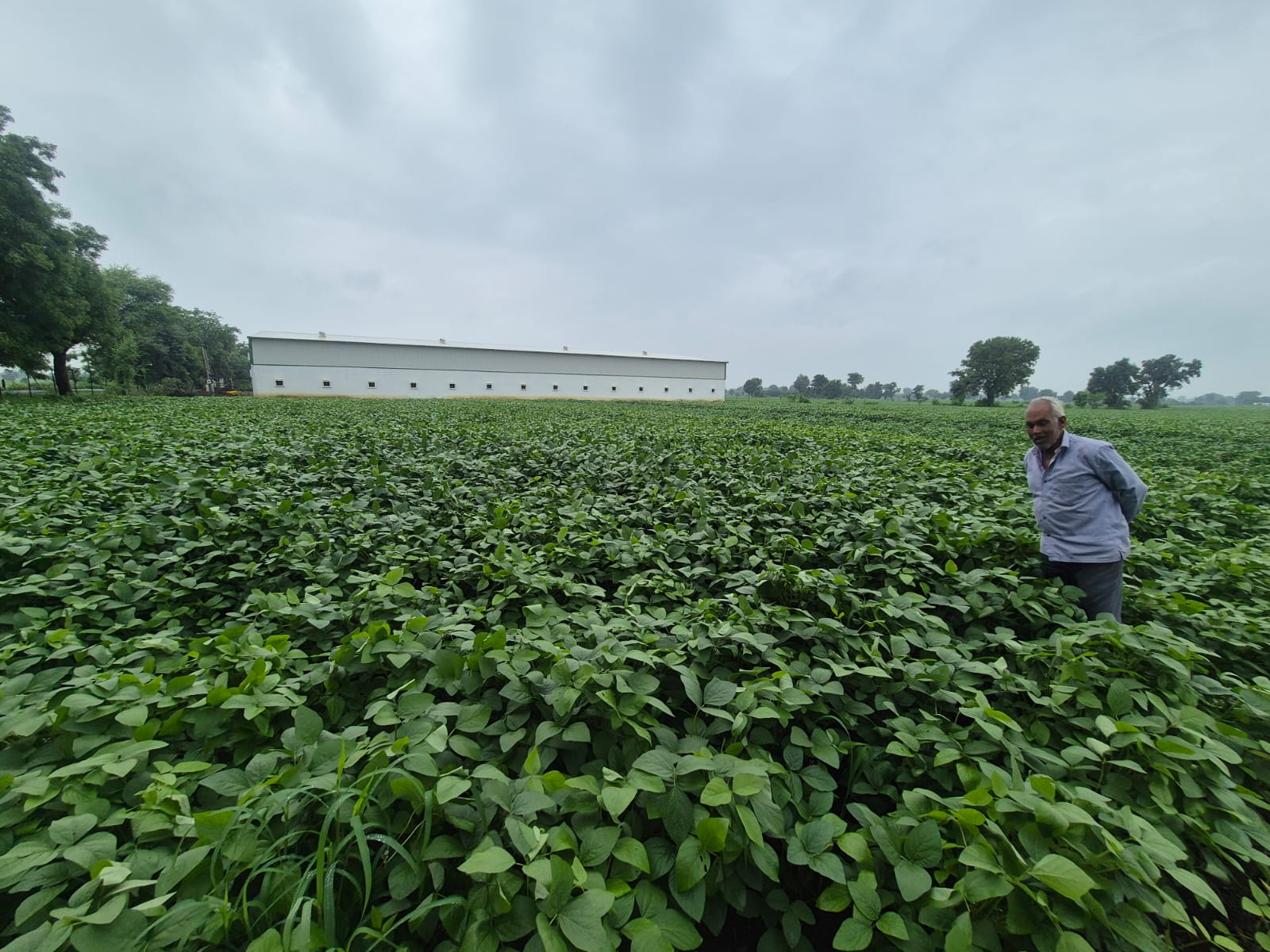 Malwa Agritech Seeds