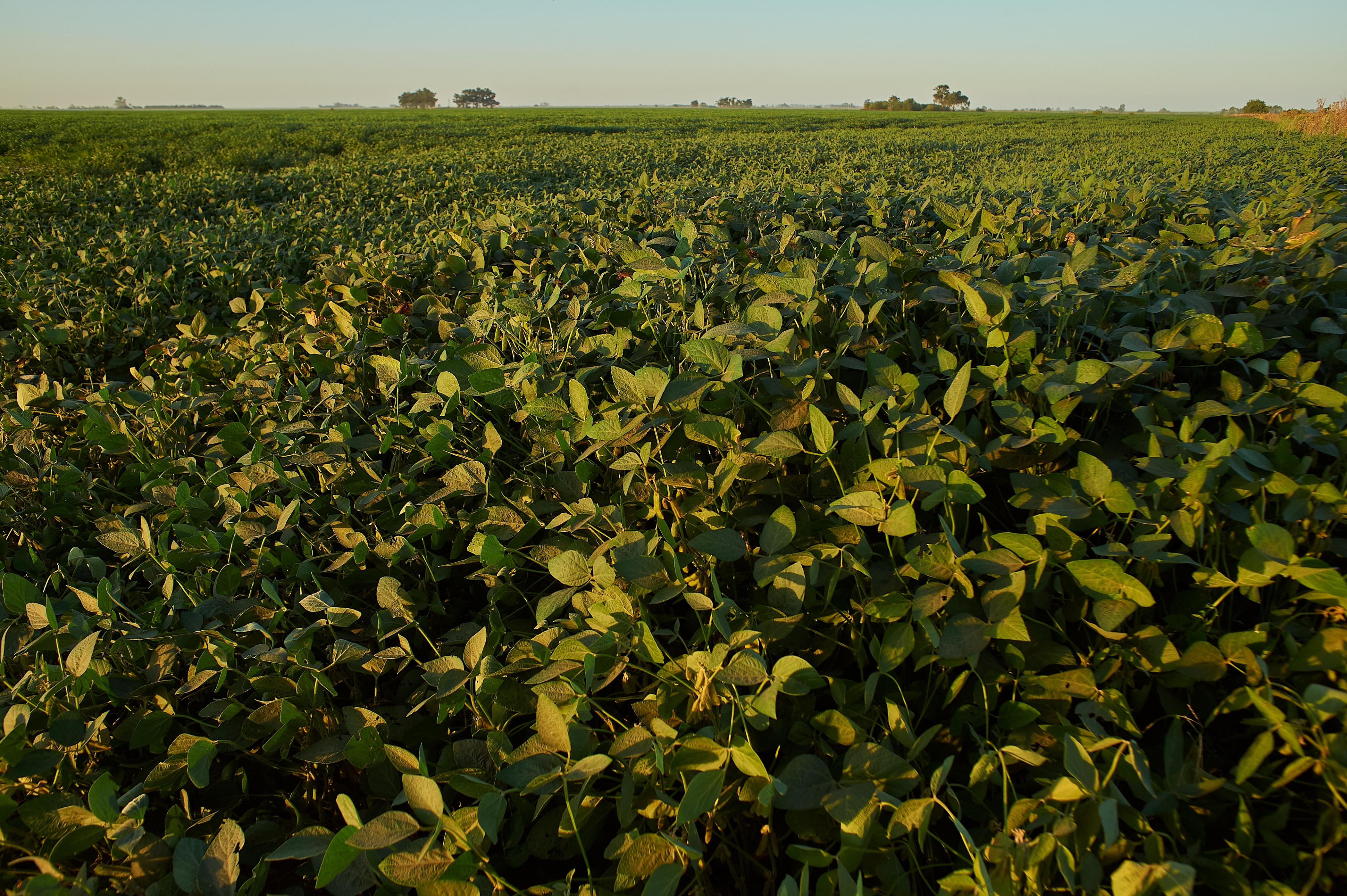Soybean Research and Development
